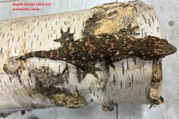 Geckos kaufen und verkaufen Foto: Rhacodactylus leachianus mt. Koghis - friedel adn poindimie