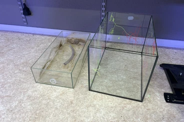 andere Wirbellose kaufen und verkaufen Foto: Messor barbarus Kolonie - circa 3 Jahre alt