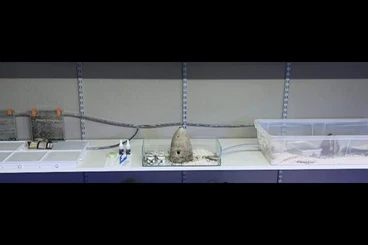 Insekten kaufen und verkaufen Foto: Messor barbarus / Harvester Ant / Spanische Ernteameise