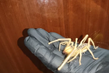 other Arthropoda kaufen und verkaufen Photo: For sale: Camel Spider / Sun Spider (Galeodes sp.) – Live Solifugae