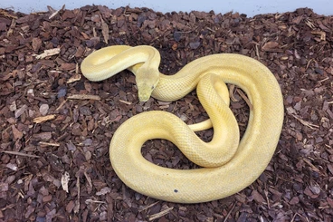 Pythons kaufen und verkaufen Photo: Granit Super Zebra's pos Jaguar Teppichpythons