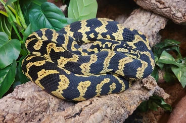 Pythons kaufen und verkaufen Photo: Dschungel Teppichpythons