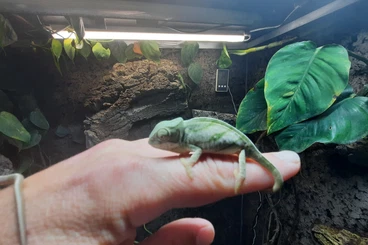 Lizards kaufen und verkaufen Photo: Trioceros und Calumma parsonii.......