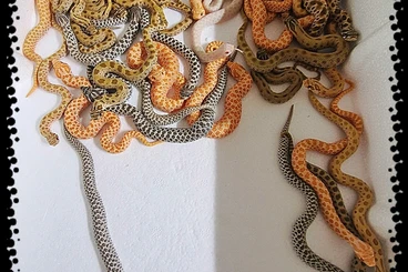 Colubrids kaufen und verkaufen Photo: Hakennasennatter nasicus heterodon