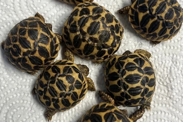 Landschildkröten kaufen und verkaufen Foto: Geochelone elegans NZ2025