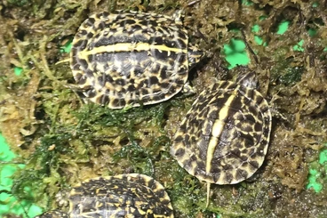 Schildkröten  kaufen und verkaufen Foto: Terrapene carolina bauri Nz 2025
