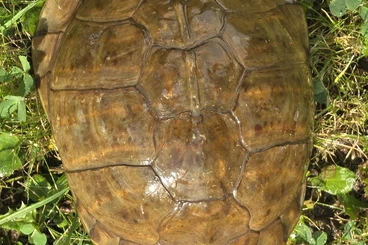 Landschildkröten kaufen und verkaufen Foto: 1.0 Terrapene carolina triunguis