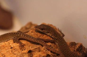 Lizards kaufen und verkaufen Photo: x,x,x V. primordius Nachzuchten 2025