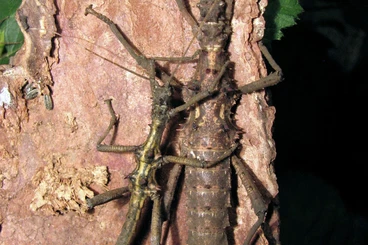 Insekten kaufen und verkaufen Foto: Phasmids Hamm  13.12.2025