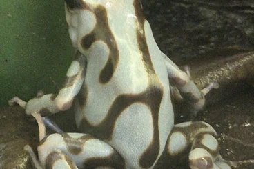 Poison dart frogs kaufen und verkaufen Photo: Biete Auratus Nachzuchten