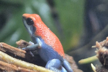 Poison dart frogs kaufen und verkaufen Photo: Biete Pumilio Escudo für Hamm