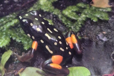 Poison dart frogs kaufen und verkaufen Photo: Biete Adelphobates castaneoticus
