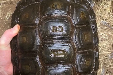 Turtles and Tortoises kaufen und verkaufen Photo: Manouria emys phayrei