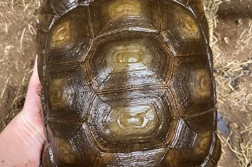 Turtles and Tortoises kaufen und verkaufen Photo: Manouria emys emys