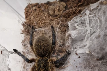Spiders and Scorpions kaufen und verkaufen Photo: Winter Vogelspinnen Weibchen Ceratogyrus, Pterinochilus, Harpactira,