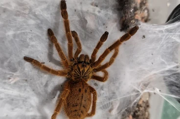 - bird spiders kaufen und verkaufen Photo: Winter Vogelspinnen :Ceratogyrus, Pterinochilus, Harpactiraect.
