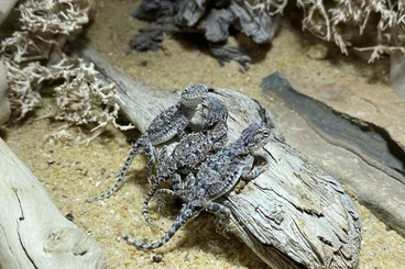 Agamen kaufen und verkaufen Foto: Phrynocephalus helioscopus