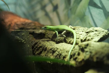 Echsen  kaufen und verkaufen Foto: gilleni, kurdistanicus, perviridis, etc. for Ziva exotika or Hamm