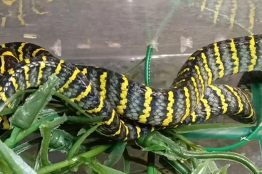 Colubrids kaufen und verkaufen Photo: Boiga dendrophila divergens & Ptyas nigromarginata