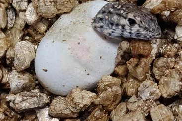 Echsen  kaufen und verkaufen Foto: Microlophus peruvianus cb 11.2025