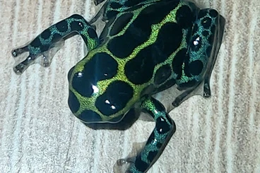 Poison dart frogs kaufen und verkaufen Photo: Ranitomeya Imitator Nominat