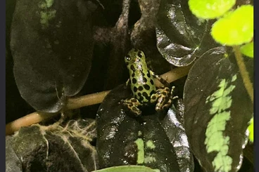 Pfeilgiftfrösche kaufen und verkaufen Foto: 1.1 Oophaga pumilio colon