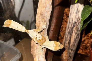 Echsen  kaufen und verkaufen Foto: Ailurox, Uroplatus, Anolis, Iguana delicatissima