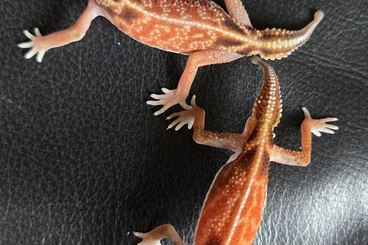 Lizards kaufen und verkaufen Photo: 1.1 hypo nephrurus vertebralis