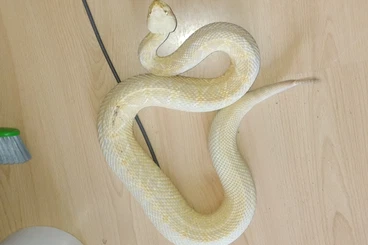 Snakes kaufen und verkaufen Photo: Looking for crotalus for Hamm or Houten