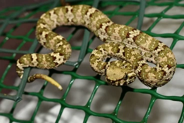 Giftschlangen kaufen und verkaufen Foto: Puniceus, rhodostoma - venomous