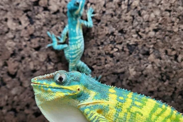 Echsen  kaufen und verkaufen Foto: Anolis Potior, Baracoae, Barbatus