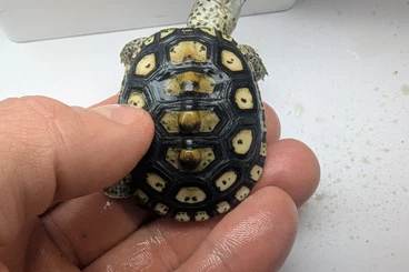 Turtles and Tortoises kaufen und verkaufen Photo: Available for hamm ✈️✈️✈️
