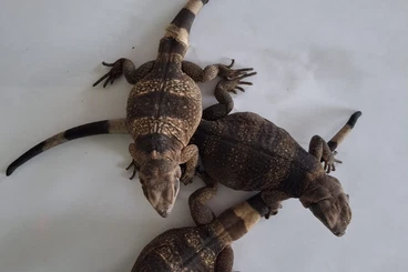 Andere Agamen kaufen und verkaufen Foto: Die Invertebrates-Farm  !!!