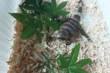 andere Echsen kaufen und verkaufen Foto: Inverterbrates-Farm  Alex Fricke