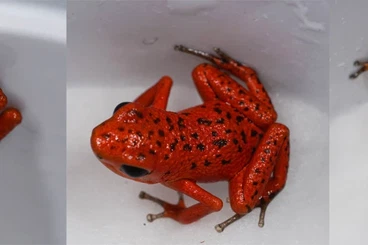 Pfeilgiftfrösche kaufen und verkaufen Foto: Erdbeerfröschchen abzugeben