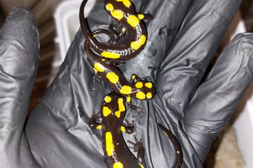 salamanders kaufen und verkaufen Photo: Salamandra algira tingitana North