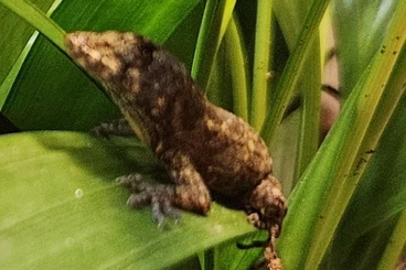 Echsen  kaufen und verkaufen Foto: 1.1 Anolis allogus Nachzuchten