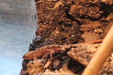 Echsen  kaufen und verkaufen Foto: 0.0.3 Red Anolis sagrei Nachzuchten