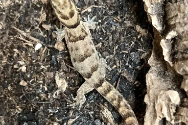 Geckos kaufen und verkaufen Photo: 6.1 Gonatodes antillensis