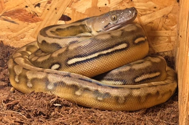 Snakes kaufen und verkaufen Photo: Python reticulatus - Netzpyton