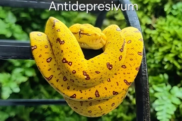 Snakes kaufen und verkaufen Photo: Morelia viridis Biak Padaido