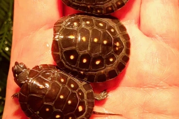 Schildkröten  kaufen und verkaufen Foto: Für Hamm Clemmys guttata NZen