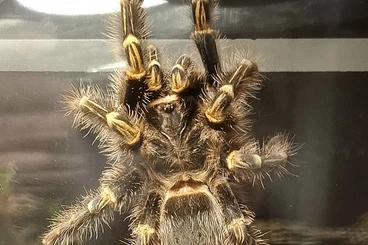 - bird spiders kaufen und verkaufen Photo: Vogelspinnen Brachypelma Grammostola u.a.