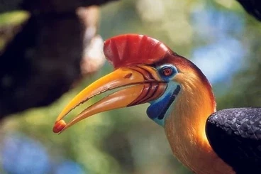 Tortoises kaufen und verkaufen Photo: Swap & buy - Can meet world wide…