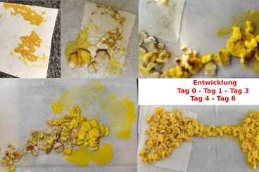 andere Wirbellose kaufen und verkaufen Foto: Blob - der etwas andere Pflegling