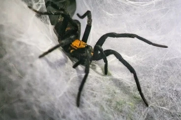 Spiders and Scorpions kaufen und verkaufen Photo: Linothele fallax - Slings - Terra Ruhr - Recklinghausen