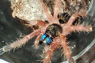 Spiders and Scorpions kaufen und verkaufen Photo: Ephebopus cyanognathus 0.0.1 - Recklinghausen