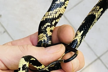 Colubrids kaufen und verkaufen Photo: Hühnerfresser (Spilotes pullatus)