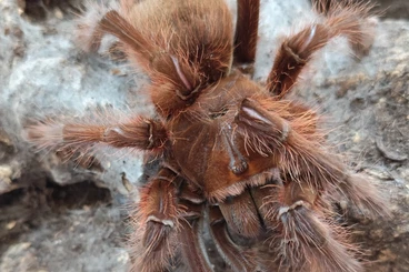 Spiders and Scorpions kaufen und verkaufen Photo: Xenesthis und Theraphosa