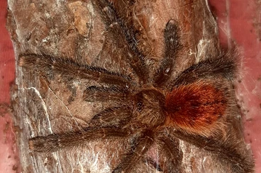 - bird spiders kaufen und verkaufen Photo: Biete für die Börse Hannover am 29.03.25 oder Abholung